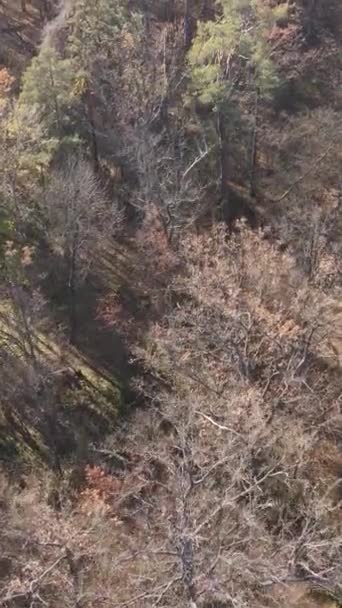 Вертикальне відео красивого лісу вдень, вид з повітря — стокове відео
