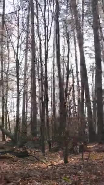 Öğleden sonra güzel bir ormanın dikey videosu, hava manzarası. — Stok video