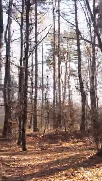 Vertical video of a beautiful forest in the afternoon, aerial view — Stock Video