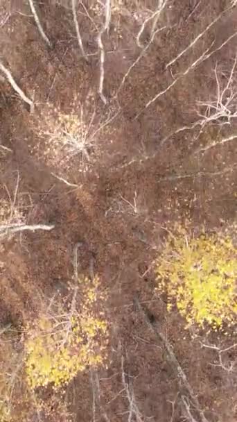 Vídeo vertical de uma bela floresta à tarde, vista aérea — Vídeo de Stock