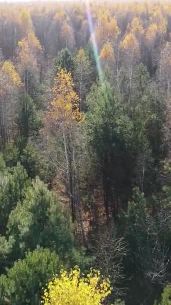Vertikales Video eines schönen Waldes am Nachmittag, Luftaufnahme — Stockvideo