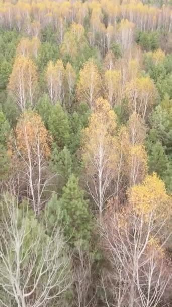 Vídeo vertical de uma bela floresta à tarde, vista aérea — Vídeo de Stock