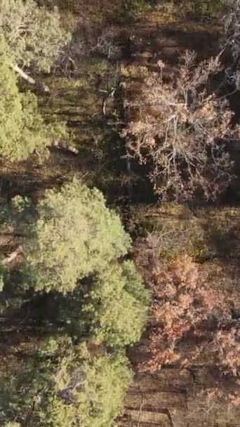 Vertikales Video eines schönen Waldes am Nachmittag, Luftaufnahme — Stockvideo