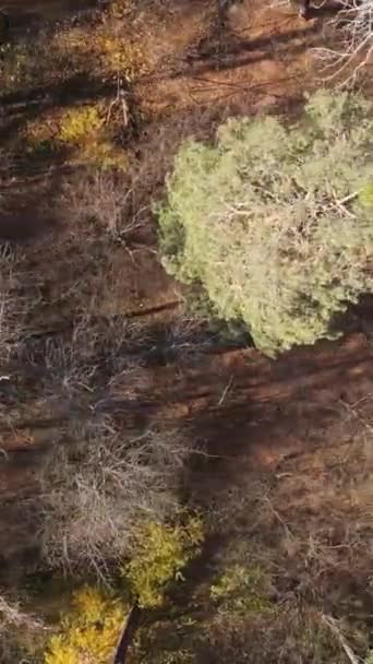 Vertikal video av en vacker skog på eftermiddagen, flygfoto — Stockvideo