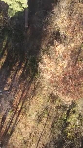 午後の美しい森の垂直ビデオ,空の景色 — ストック動画