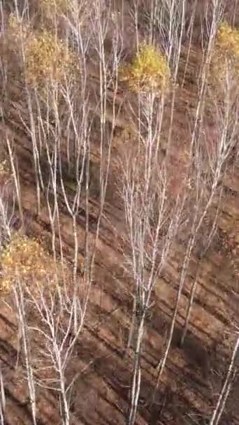 Vídeo vertical de un hermoso bosque por la tarde, vista aérea — Vídeo de stock