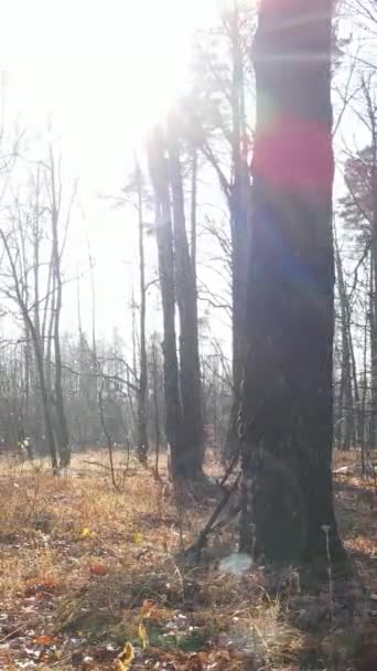 Vídeo vertical de uma bela floresta à tarde, vista aérea — Vídeo de Stock
