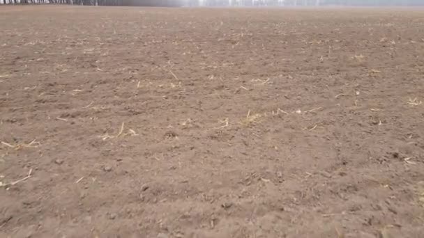Land in a plowed field in autumn — Stock Video