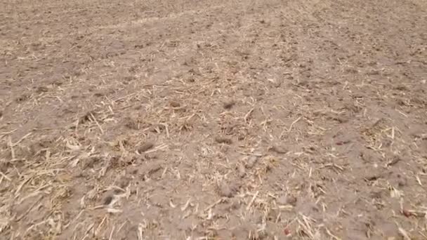 Land in a plowed field in autumn — Stock Video