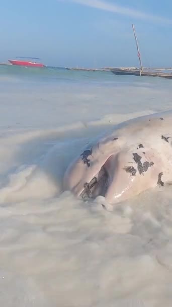 Танзания - вертикальное видео мертвого дельфина на побережье острова Занзибар, замедленная съемка — стоковое видео