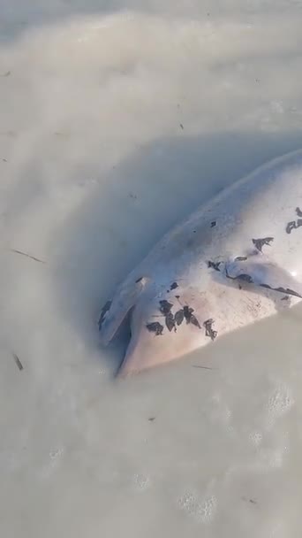 Tanzania - video vertical delfín muerto en la costa de la isla de Zanzíbar, cámara lenta — Vídeos de Stock