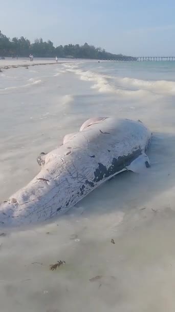 Танзания - вертикальное видео мертвого дельфина на побережье острова Занзибар, замедленная съемка — стоковое видео