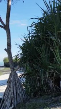 Tanzanya - Zanzibar adasında dikey boş kumsal, yavaş çekim