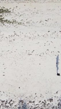 Tanzanya - Zanzibar plajında futbol oynayan dikey videocular, yavaş çekim