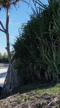 Tanzanya - Zanzibar adasının kıyıları çalılıklarla kaplı, yavaş çekim