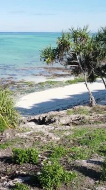 Tanzanya - Zanzibar adasının kıyıları çalılıklarla kaplı, yavaş çekim