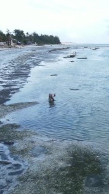 Tanzanya - Zanzibar 'daki kıyı manzarasının dikey videosu, yavaş çekim