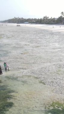 Tanzanya - Zanzibar 'daki kıyı manzarasının dikey videosu, yavaş çekim