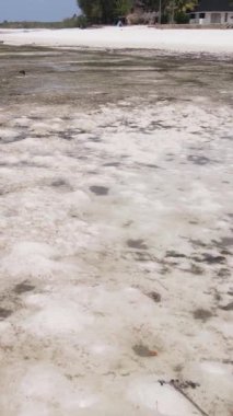 Tanzanya - Zanzibar kıyıları yakınlarındaki okyanusta alçak gelgitin dikey videosu, yavaş çekim