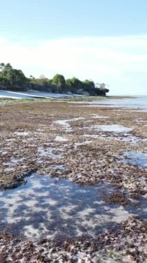 Tanzanya - Zanzibar kıyıları yakınlarındaki okyanusta alçak gelgitin dikey videosu, yavaş çekim
