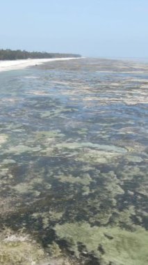 Tanzanya - Zanzibar kıyıları yakınlarındaki okyanusta alçak gelgitin dikey videosu, yavaş çekim