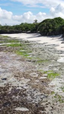 Tanzanya - Zanzibar kıyıları yakınlarındaki okyanusta alçak gelgitin dikey videosu, yavaş çekim