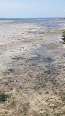 Tanzanya - Zanzibar kıyıları yakınlarındaki okyanusta alçak gelgitin dikey videosu, yavaş çekim