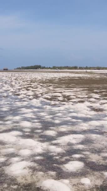 Tanzania - pionowe wideo odpływu w oceanie przy wybrzeżu Zanzibaru, zwolnione tempo — Wideo stockowe