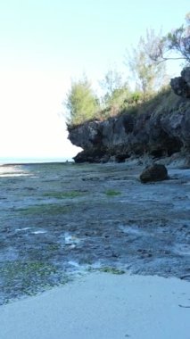 Tanzanya - Zanzibar kıyıları yakınlarındaki okyanusta alçak gelgitin dikey videosu, yavaş çekim