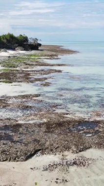 Tanzanya - Zanzibar kıyıları yakınlarındaki okyanusta alçak gelgitin dikey videosu, yavaş çekim