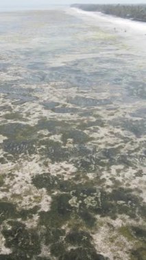 Tanzanya - Zanzibar kıyıları yakınlarındaki okyanusta alçak gelgitin dikey videosu, yavaş çekim