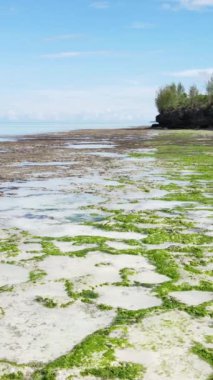 Tanzanya - Zanzibar kıyıları yakınlarındaki okyanusta alçak gelgitin dikey videosu, yavaş çekim