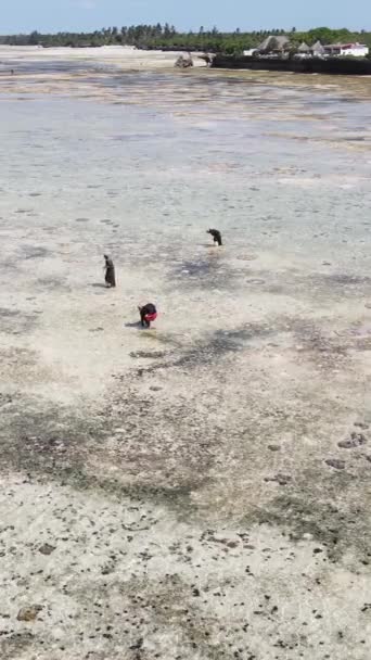 Tanzania - video vertical de la marea baja en el océano cerca de la costa de Zanzíbar, cámara lenta — Vídeos de Stock