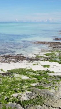 Tanzanya - Zanzibar kıyıları yakınlarındaki okyanusta alçak gelgitin dikey videosu, yavaş çekim