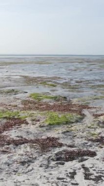 Tanzanya - Zanzibar kıyıları yakınlarındaki okyanusta alçak gelgitin dikey videosu, yavaş çekim