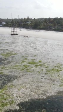 Tanzanya - Zanzibar kıyıları yakınlarındaki okyanusta alçak gelgitin dikey videosu, yavaş çekim