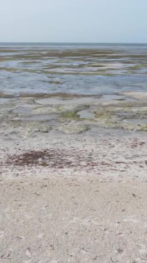 Tanzanya - Zanzibar kıyıları yakınlarındaki okyanusta alçak gelgitin dikey videosu, yavaş çekim