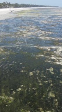 Tanzanya - Zanzibar kıyıları yakınlarındaki okyanusta alçak gelgitin dikey videosu, yavaş çekim