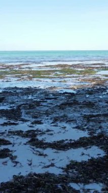 Tanzanya - Zanzibar kıyıları yakınlarındaki okyanusta alçak gelgitin dikey videosu, yavaş çekim