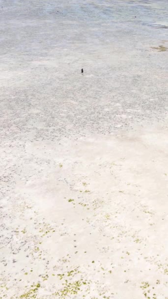 Τανζανία - κάθετο βίντεο της χαμηλής παλίρροιας στον ωκεανό κοντά στην ακτή της Ζανζιβάρης, αργή κίνηση — Αρχείο Βίντεο