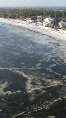 Tanzanya - Zanzibar kıyıları yakınlarındaki okyanusta alçak gelgitin dikey videosu, yavaş çekim