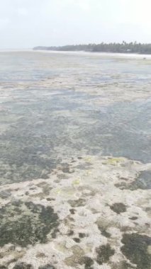 Tanzanya - Zanzibar kıyıları yakınlarındaki okyanusta alçak gelgitin dikey videosu, yavaş çekim