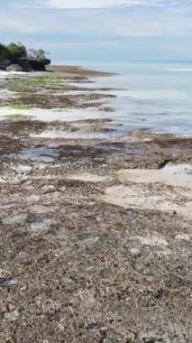 Tanzanya - Zanzibar kıyıları yakınlarındaki okyanusta alçak gelgitin dikey videosu, yavaş çekim