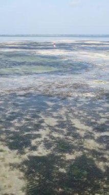 Tanzanya - Zanzibar kıyıları yakınlarındaki okyanusta alçak gelgitin dikey videosu, yavaş çekim