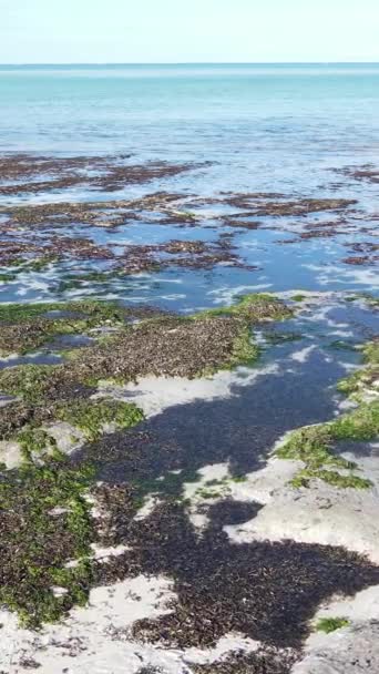 Tanzania - verticale video van laagwater in de oceaan bij de kust van Zanzibar, slow motion — Stockvideo