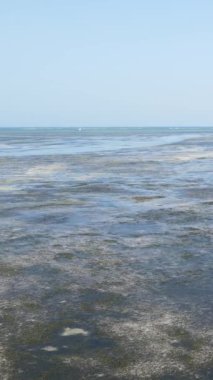 Tanzanya - Zanzibar kıyıları yakınlarındaki okyanusta alçak gelgitin dikey videosu, yavaş çekim