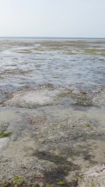 Tanzanya - Zanzibar kıyıları yakınlarındaki okyanusta alçak gelgitin dikey videosu, yavaş çekim
