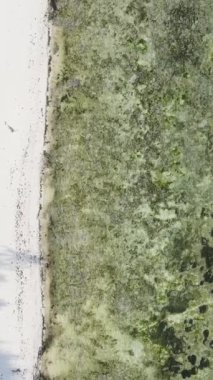Tanzanya - okyanusun Zanzibar kıyısındaki dikey videosu, yavaş çekim