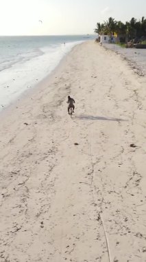 Tanzanya 'nın Zanzibar adasındaki kumsalın dikey videosu.