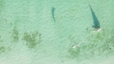 Zanzibar, Tanzanya kıyısı yakınlarındaki okyanusta dikey video tekneleri.